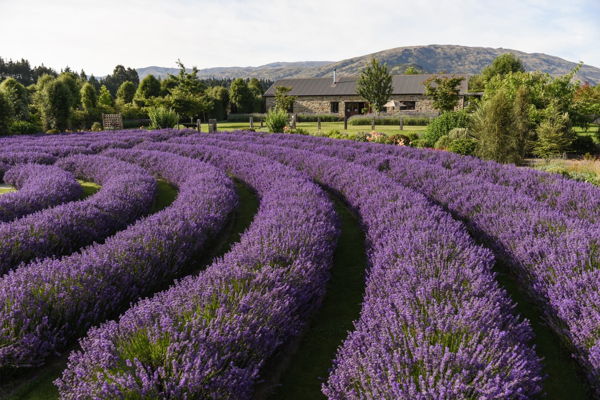 Wanaka Lavender Farm Ticket - image 2